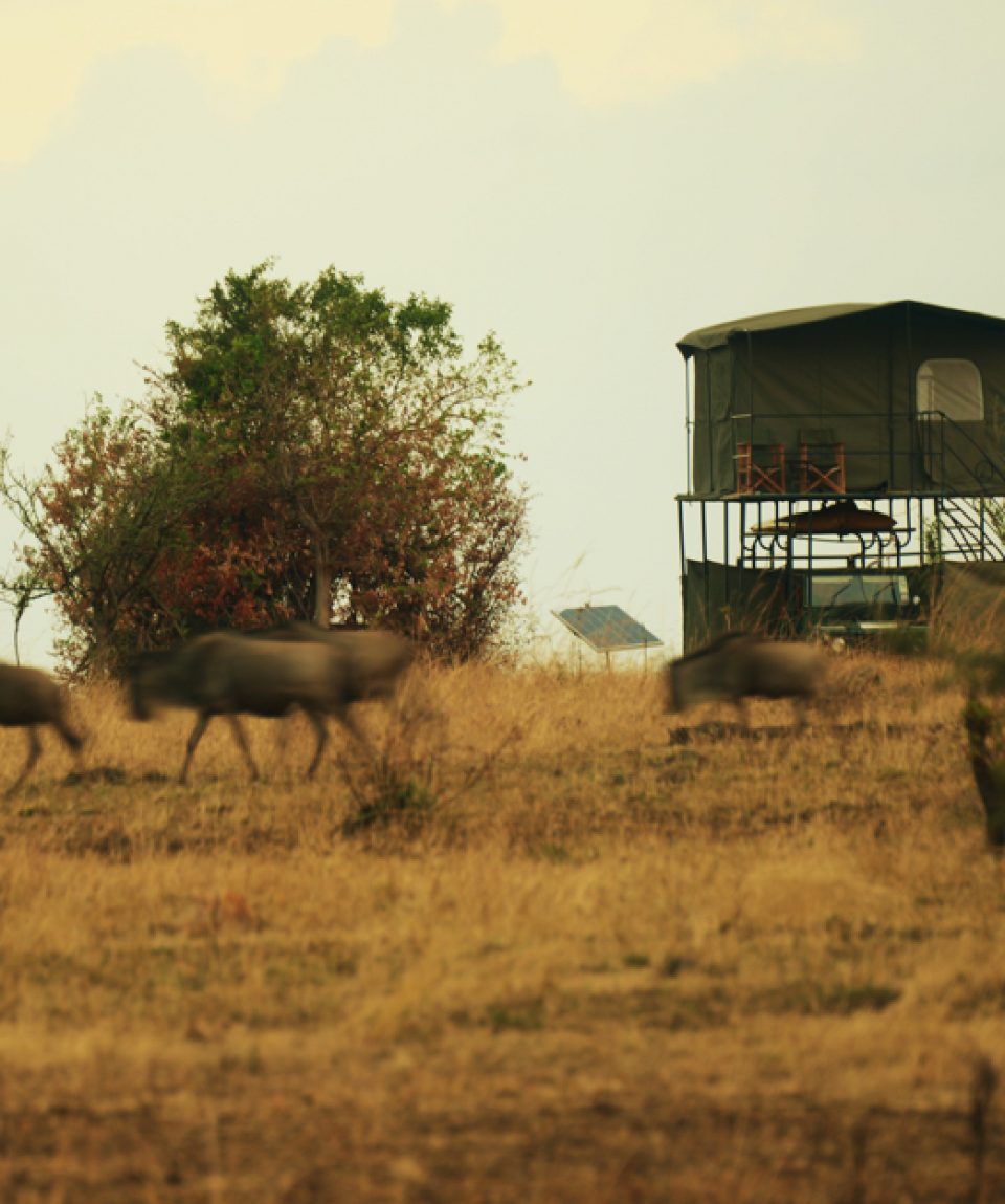 Exped Safari Wildebeasts