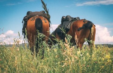 Russian Trekking Exped