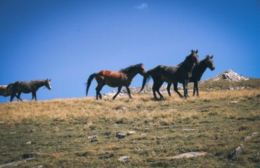 Exped Caucasus