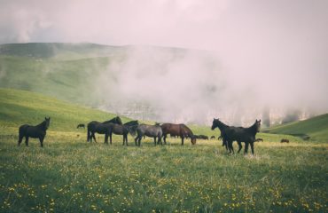 Russian Trekking Exped