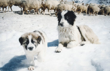 Exped Caucasus