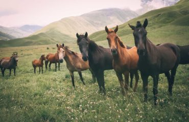 Exped Caucasus