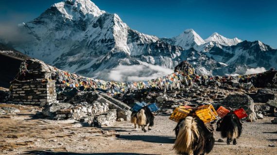 Ama Dablam with caravan of yaks and prayer flags