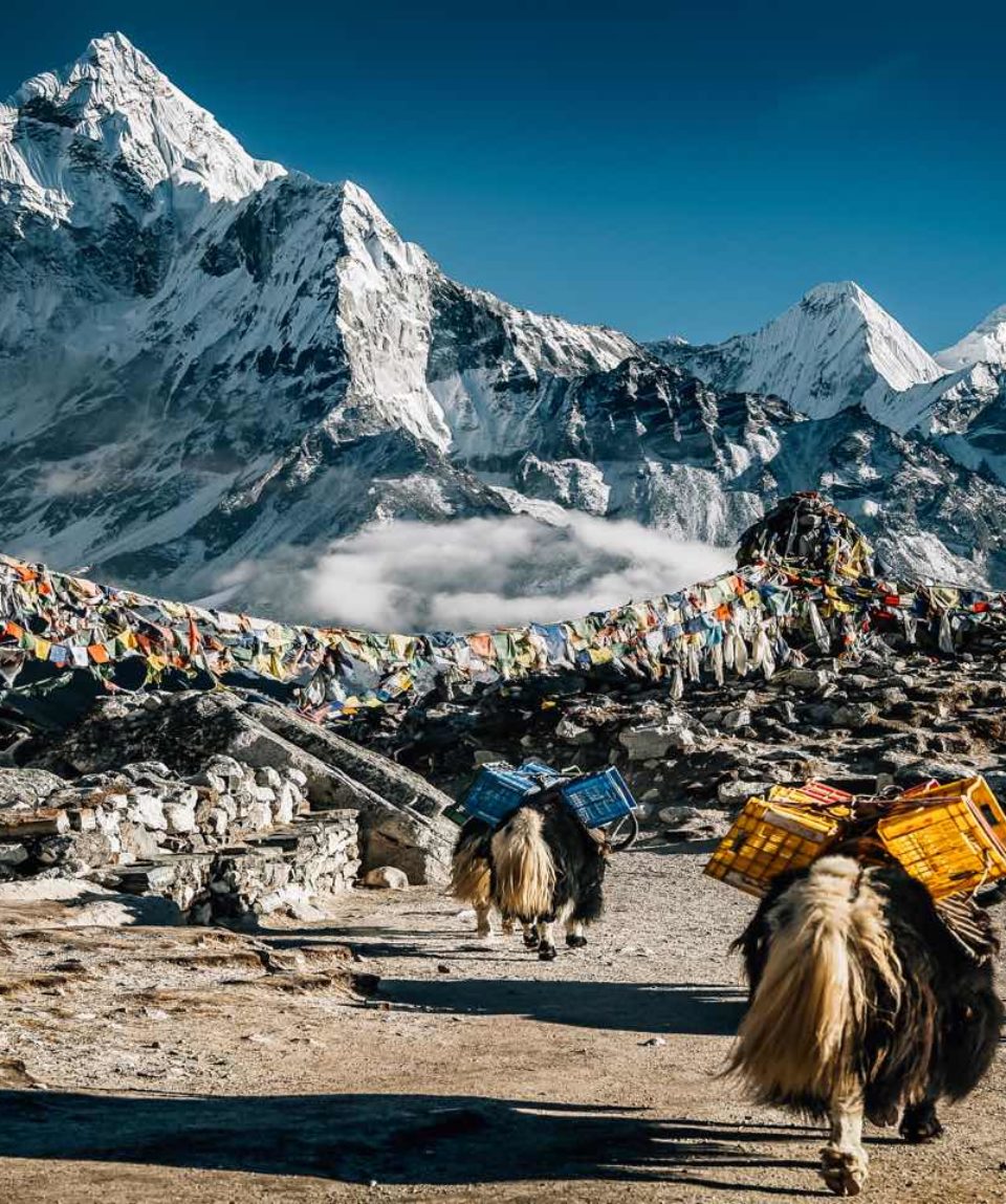 Ama Dablam with caravan of yaks and prayer flags
