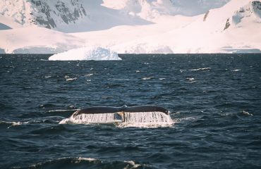 Magellan Strait Canals of Patagonia