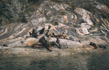 Magellan Strait Canals of Patagonia