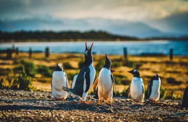 Magellan Strait Canals of Patagonia