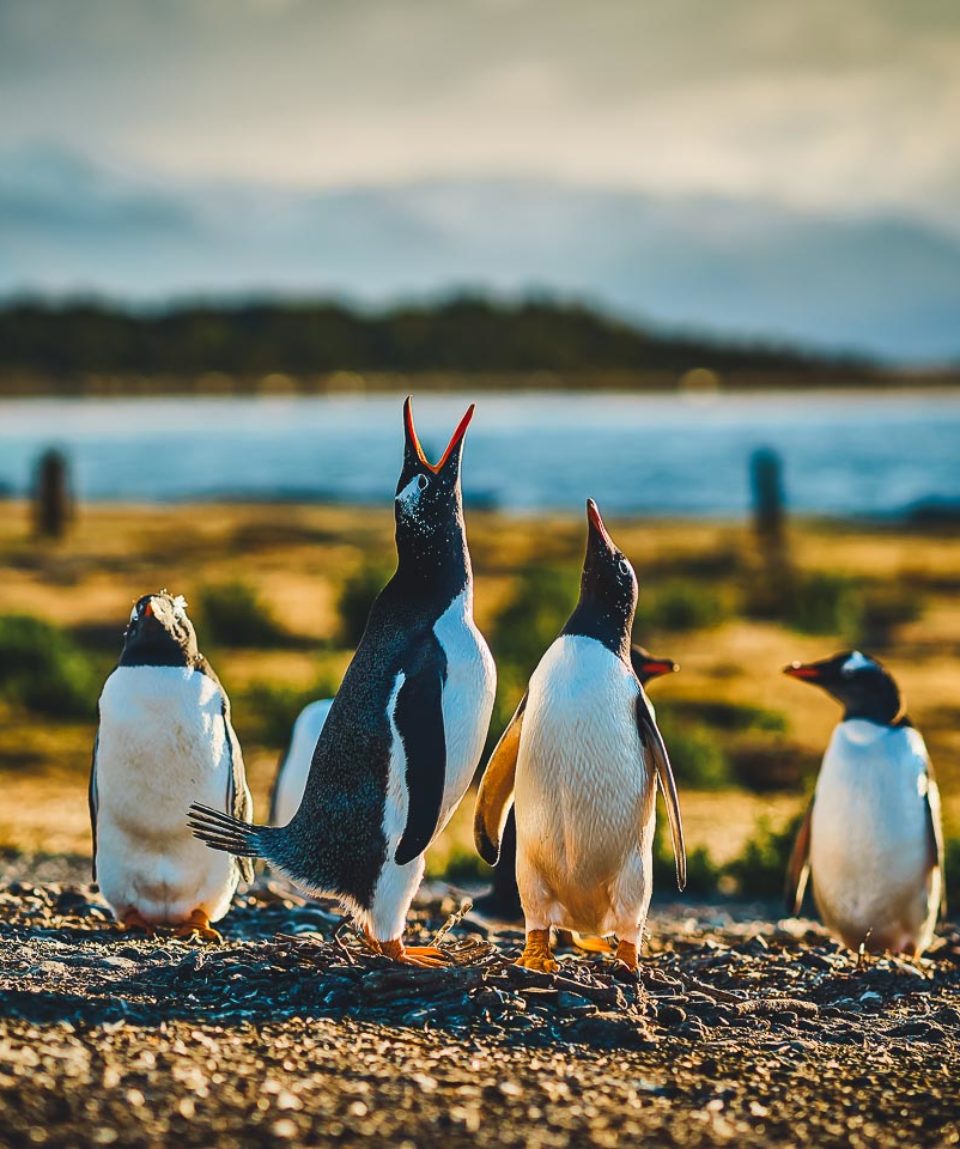 Magellan Strait Canals of Patagonia