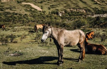 Expeds International Bhutan Snowman Trek10