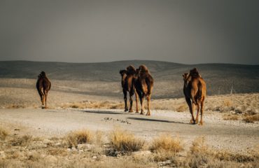 Expeds International Turkmenistan103