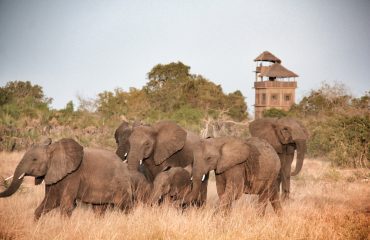 Expeds Saanani National Park