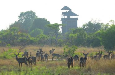 Expeds Saanani National Park