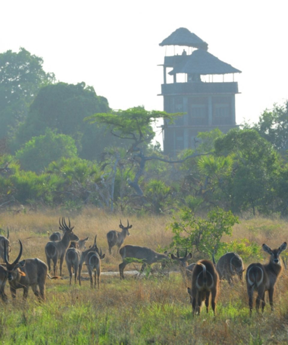Expeds Saanani National Park