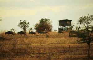 Luxury Safari Expedition To Serengeti National Park Tanzania