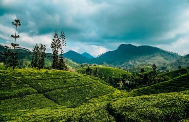 Sri Lanka Exped Tea state 1 copy2