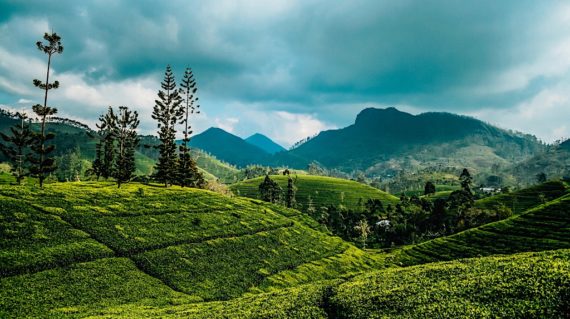 Sri Lanka Exped Tea state 1 copy2