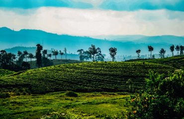 Sri Lanka Exped Tea state copy3